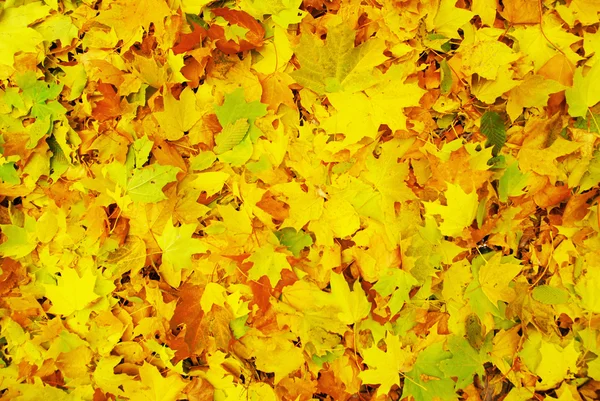 Maple leaf háttereként — Stock Fotó