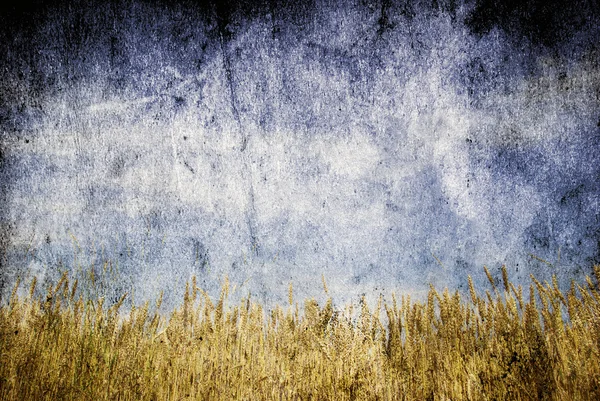 Пшеничное поле Лицензионные Стоковые Фото