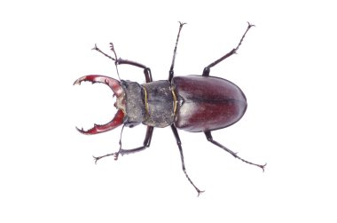 Beetle clipart