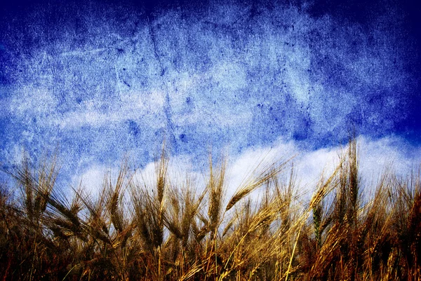 Пшеничные уши — стоковое фото