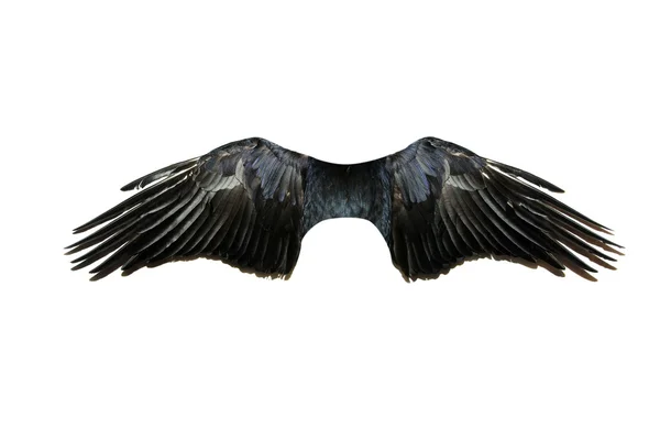 화이트에 날개 — 스톡 사진