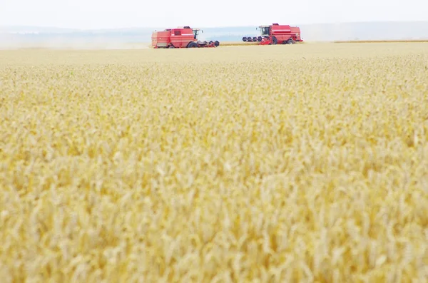 stock image Wheat field