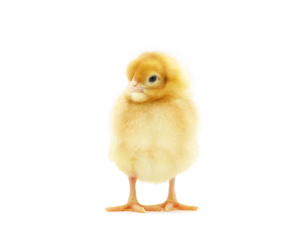 Baby kyckling — Stockfoto