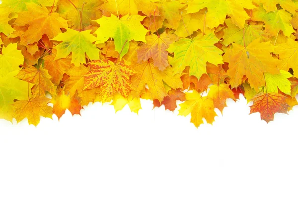 Hojas de arce de otoño — Foto de Stock