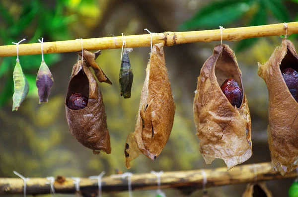 stock image Butterflies from cocoons