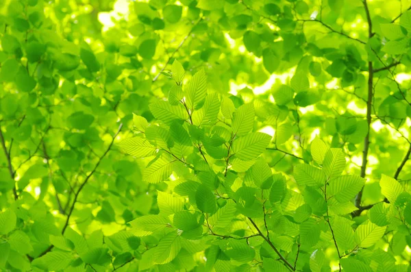 Verde primavera — Foto Stock