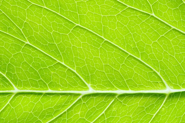 Leaf background — Stock Photo, Image