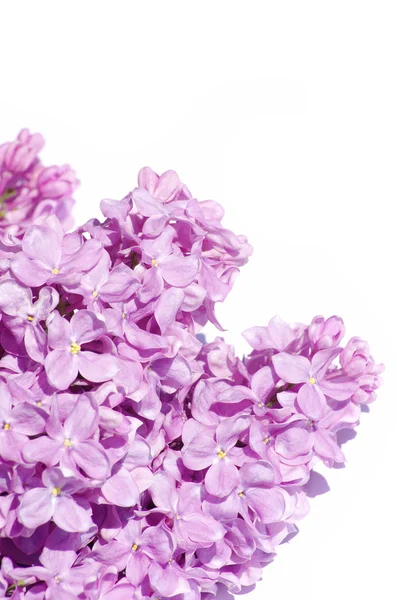 Flor lilás — Fotografia de Stock