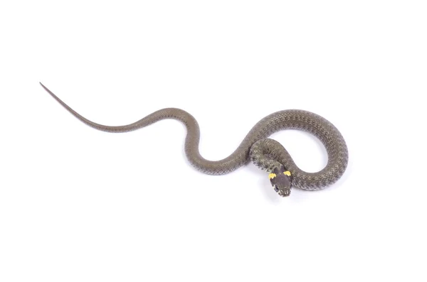 Beyaz yılan — Stok fotoğraf