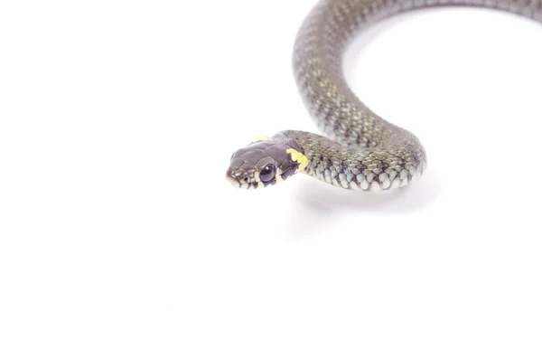 Φίδι σε λευκό — Φωτογραφία Αρχείου