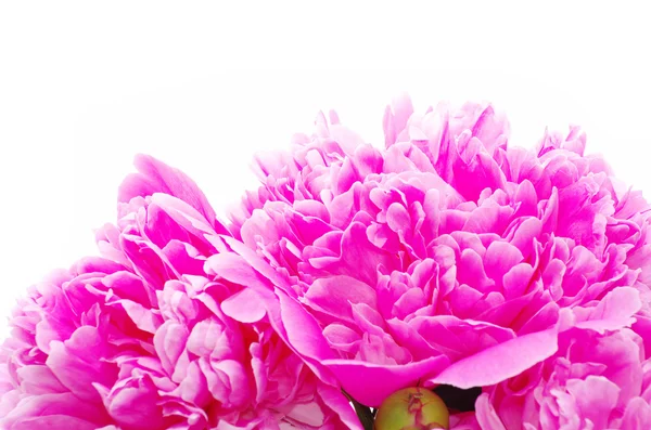 粉色牡丹 — 图库照片