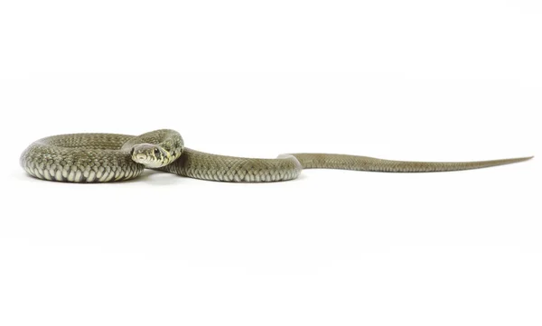 Cobra em branco — Fotografia de Stock