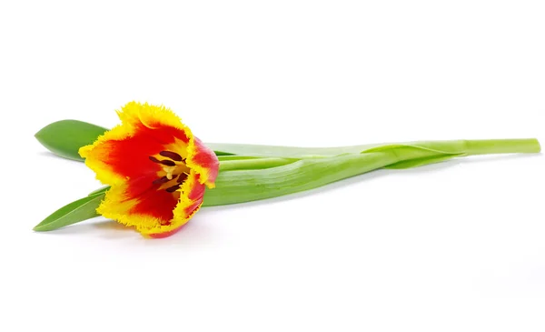 Тюльпан на белом — стоковое фото