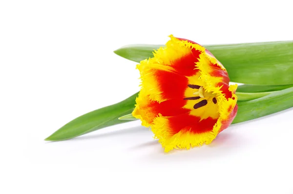 Tulipan na białym — Zdjęcie stockowe