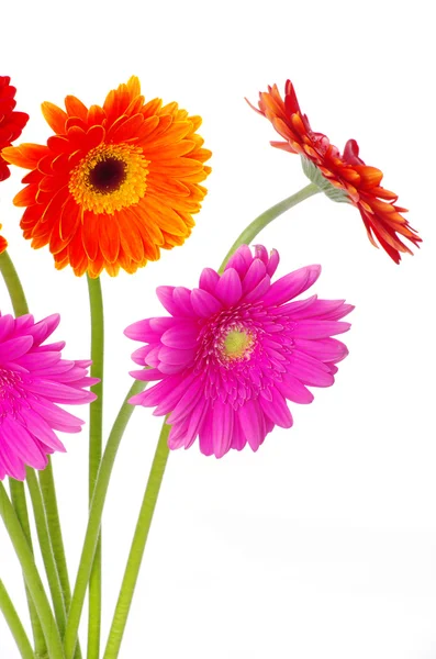 Flowers gerberas — Stock Photo, Image