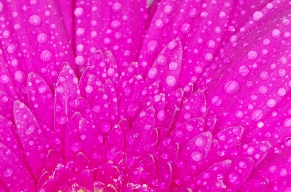 Gerbera ดอกไม้ส่ง Gerbera — ภาพถ่ายสต็อก