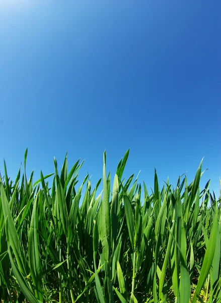 Trawnik na niebo — Zdjęcie stockowe