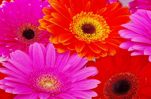 gerbera çiçek