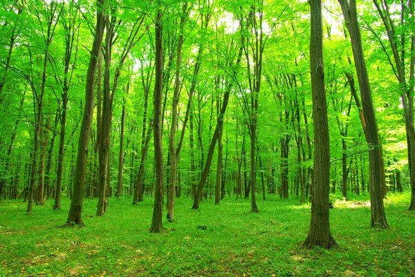 Floresta verde — Fotografia de Stock