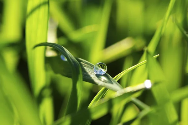 Капля на траву — стоковое фото