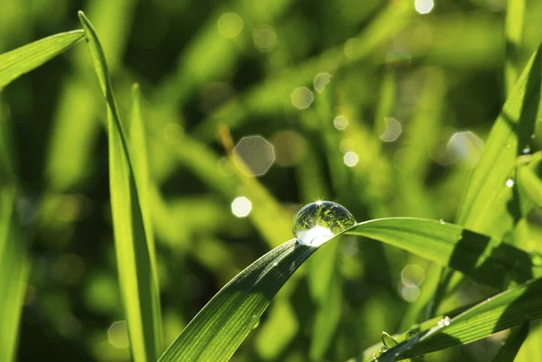 Gota de hierba — Foto de Stock
