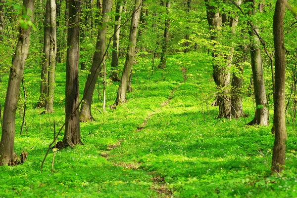 stock image Green forest background