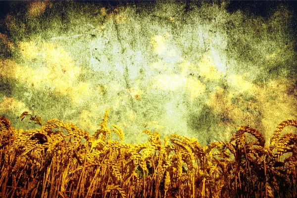 Пшеничное поле Стоковое Изображение