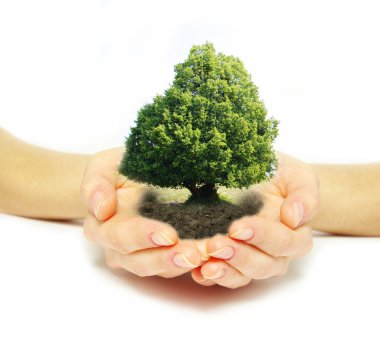 Tree in hands clipart