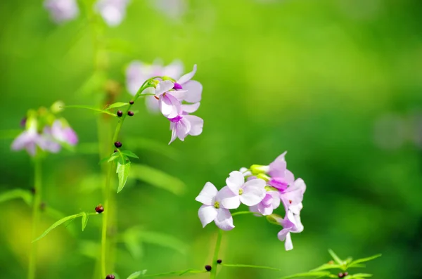 Flores —  Fotos de Stock