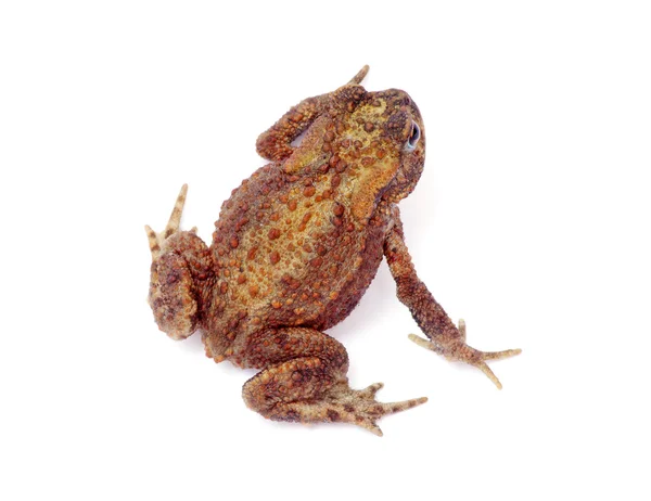 Frosch auf Weiß — Stockfoto