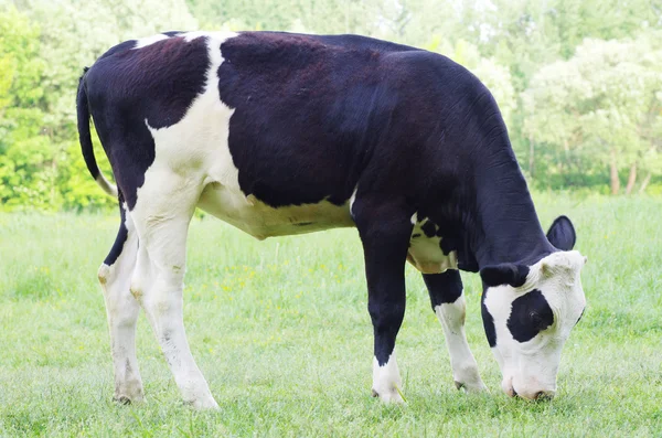 Kor på ängen — Stockfoto