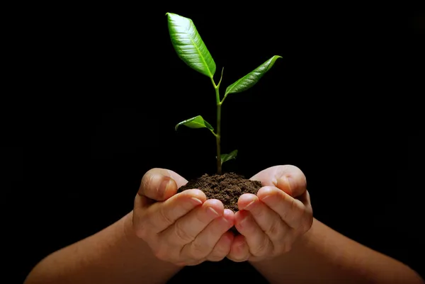 Plantera i handen — Stockfoto