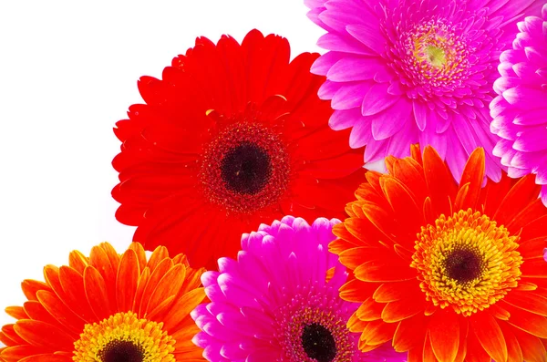 Flor de gerbera — Fotografia de Stock