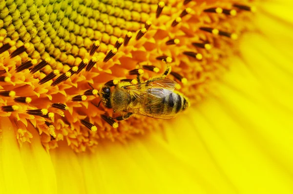 Pszczoła na kwiat — Zdjęcie stockowe