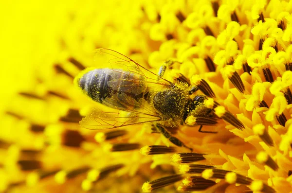 Bee on flower — Stock Photo, Image