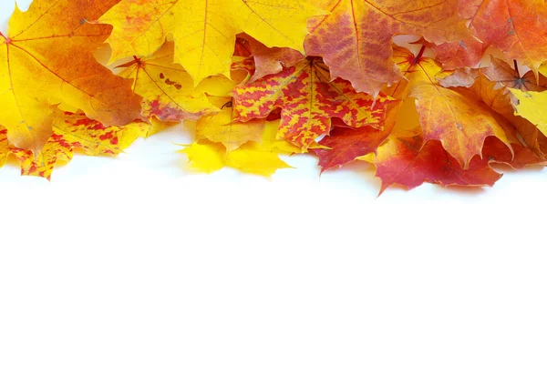 Maple leafs — Stock Photo, Image