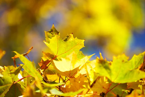 Autumn — Stock Photo, Image