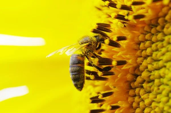 Μέλισσα πάνω λουλούδι — Φωτογραφία Αρχείου
