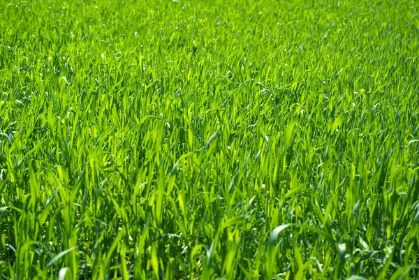 Campo de hierba — Foto de Stock