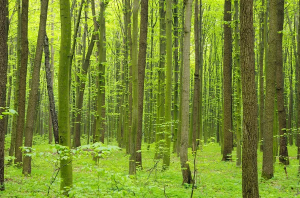 stock image Green forest