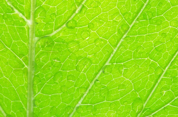 葉の構造 — ストック写真