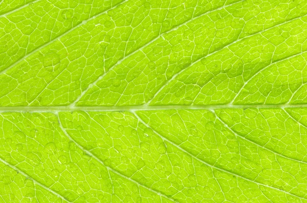 Yaprak Arkaplanı — Stok fotoğraf