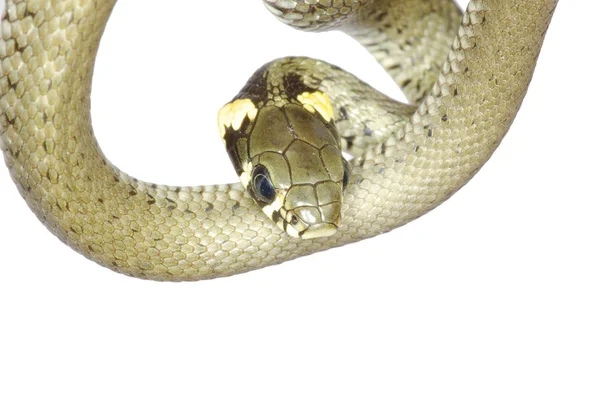 关于白蛇 — 图库照片