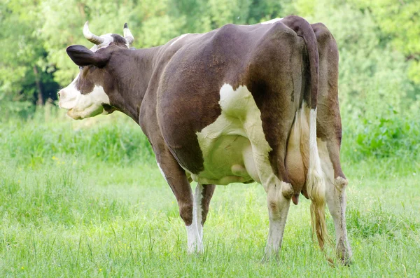 Çayır üzerinde ineklerin — Stok fotoğraf
