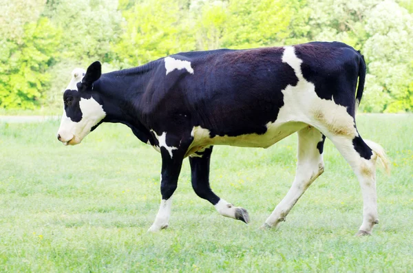 Mucche sul prato — Foto Stock