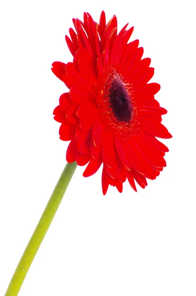 Flor roja de gerberas — Foto de Stock