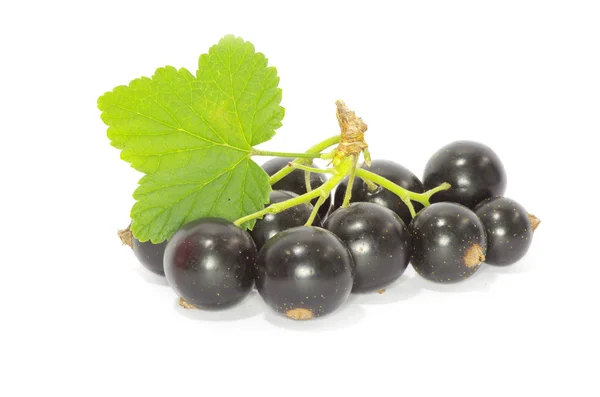 Currant fruits — Stock Photo, Image