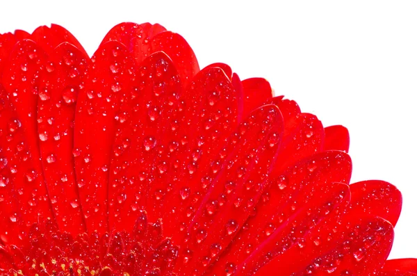 Gerbera květina — Stock fotografie