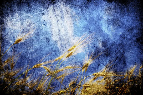 Buğday üzerinde gökyüzü — Stok fotoğraf