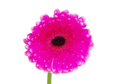 gerbera çiçek